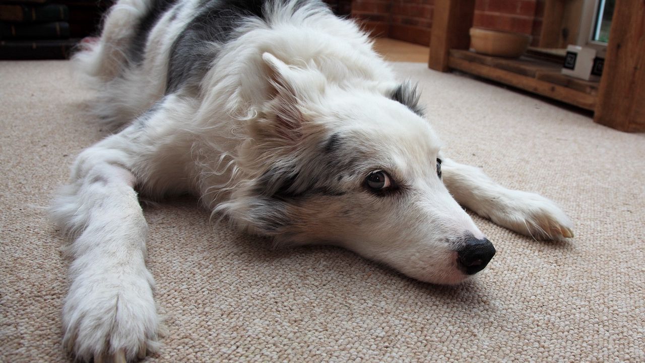 Wallpaper dog, muzzle, lie down, waiting