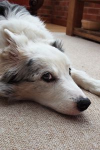 Preview wallpaper dog, muzzle, lie down, waiting