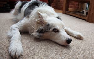 Preview wallpaper dog, muzzle, lie down, waiting