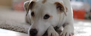 Preview wallpaper dog, muzzle, lies