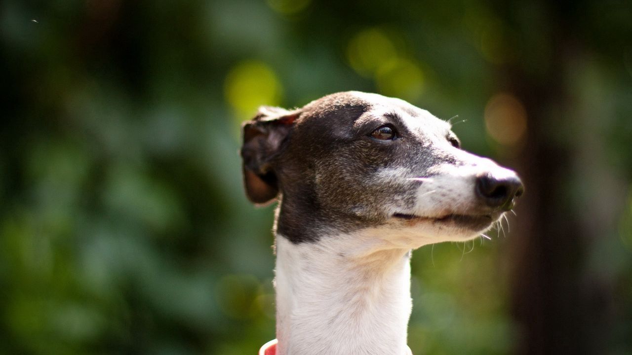 Wallpaper dog, muzzle, light, collar, beautiful