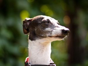 Preview wallpaper dog, muzzle, light, collar, beautiful