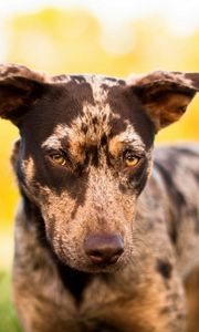 Preview wallpaper dog, muzzle, light, blurred, spotted