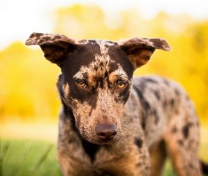 Preview wallpaper dog, muzzle, light, blurred, spotted