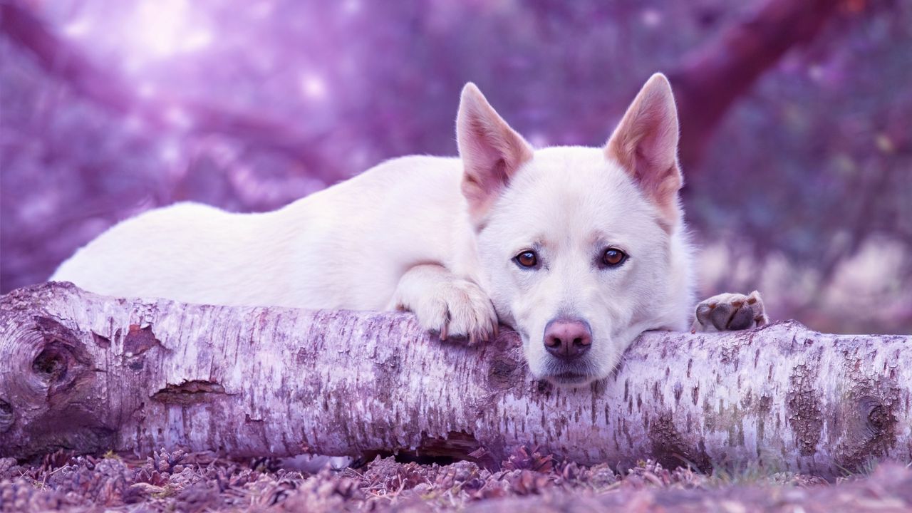 Wallpaper dog muzzle, log, lying