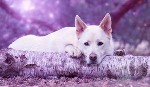 Preview wallpaper dog muzzle, log, lying