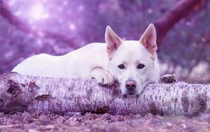 Preview wallpaper dog muzzle, log, lying