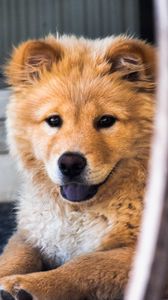 Preview wallpaper dog, muzzle, look