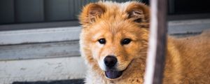 Preview wallpaper dog, muzzle, look