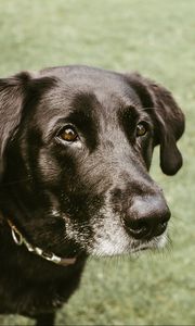 Preview wallpaper dog, muzzle, look, black