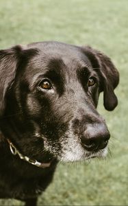 Preview wallpaper dog, muzzle, look, black
