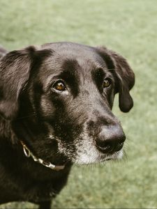 Preview wallpaper dog, muzzle, look, black
