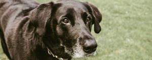 Preview wallpaper dog, muzzle, look, black