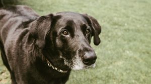 Preview wallpaper dog, muzzle, look, black