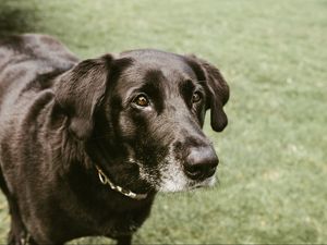 Preview wallpaper dog, muzzle, look, black