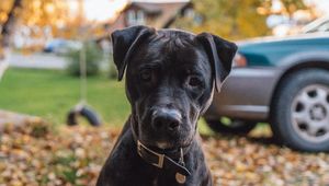 Preview wallpaper dog, muzzle, look, black