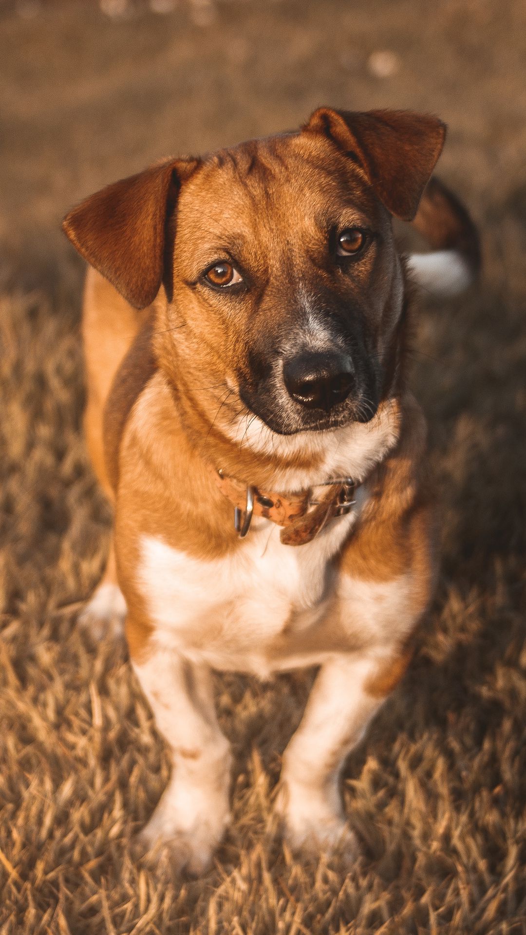 1080x1920 Wallpaper dog, muzzle, look, sunlight