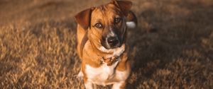 Preview wallpaper dog, muzzle, look, sunlight
