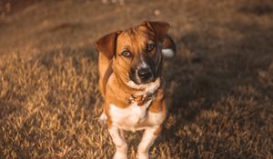 Preview wallpaper dog, muzzle, look, sunlight