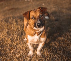 Preview wallpaper dog, muzzle, look, sunlight