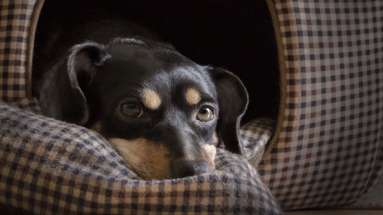 Wallpaper dog muzzle, lying, eyes