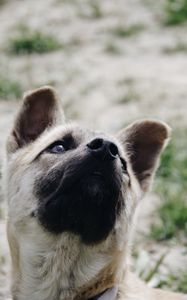 Preview wallpaper dog, muzzle, nose, pet
