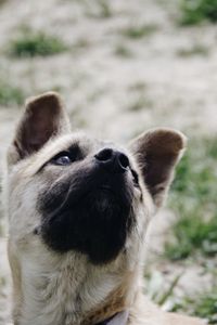 Preview wallpaper dog, muzzle, nose, pet