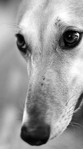 Preview wallpaper dog, muzzle, nose, blurred, black white