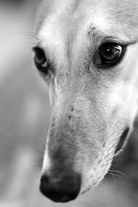 Preview wallpaper dog, muzzle, nose, blurred, black white