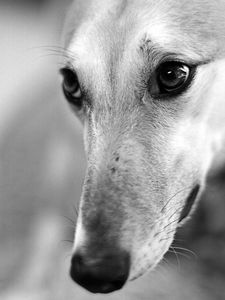 Preview wallpaper dog, muzzle, nose, blurred, black white