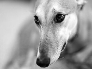 Preview wallpaper dog, muzzle, nose, blurred, black white