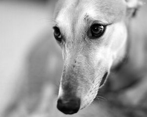 Preview wallpaper dog, muzzle, nose, blurred, black white