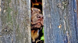 Preview wallpaper dog, muzzle, nose, fence, wood, curiosity