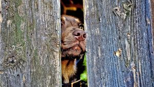 Preview wallpaper dog, muzzle, nose, fence, wood, curiosity