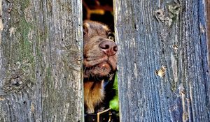 Preview wallpaper dog, muzzle, nose, fence, wood, curiosity