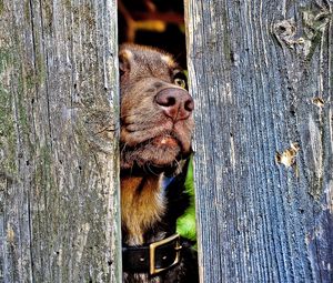 Preview wallpaper dog, muzzle, nose, fence, wood, curiosity