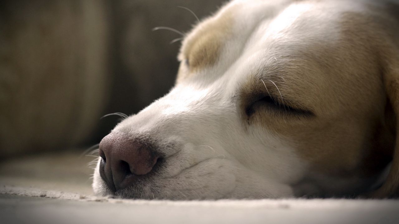 Wallpaper dog, muzzle, nose, sleeping, close-up