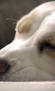 Preview wallpaper dog, muzzle, nose, sleeping, close-up