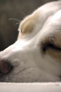Preview wallpaper dog, muzzle, nose, sleeping, close-up