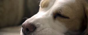 Preview wallpaper dog, muzzle, nose, sleeping, close-up