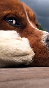 Preview wallpaper dog, muzzle, nose, sky, clouds