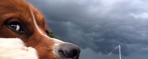 Preview wallpaper dog, muzzle, nose, sky, clouds