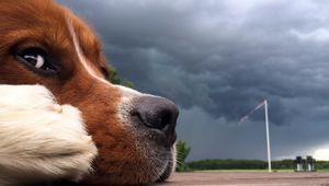 Preview wallpaper dog, muzzle, nose, sky, clouds