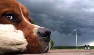 Preview wallpaper dog, muzzle, nose, sky, clouds