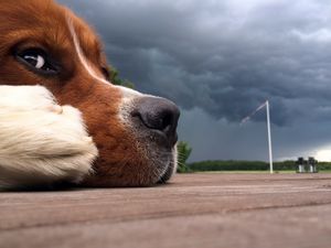 Preview wallpaper dog, muzzle, nose, sky, clouds