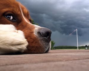 Preview wallpaper dog, muzzle, nose, sky, clouds