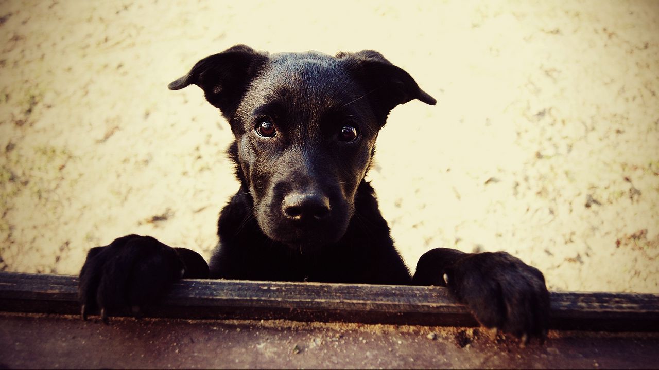 Wallpaper dog, muzzle, paws, black