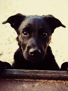 Preview wallpaper dog, muzzle, paws, black