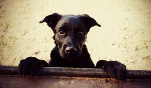 Preview wallpaper dog, muzzle, paws, black