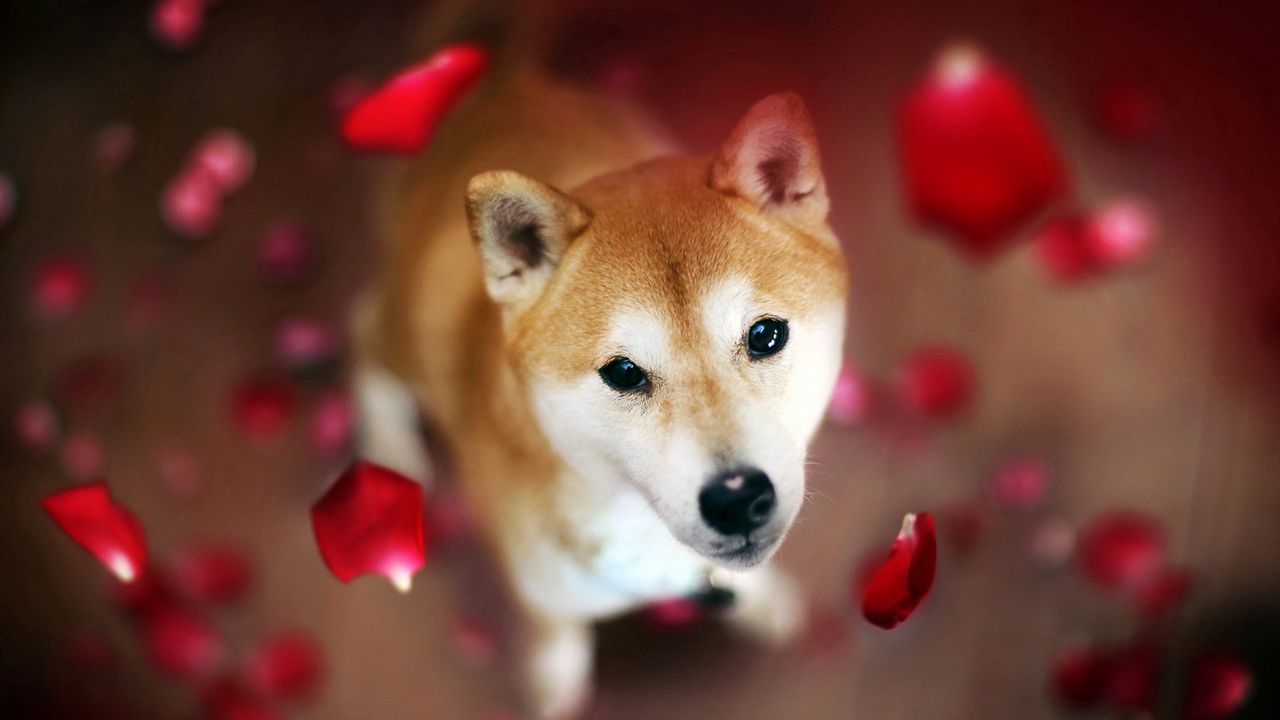 Wallpaper dog, muzzle, petals